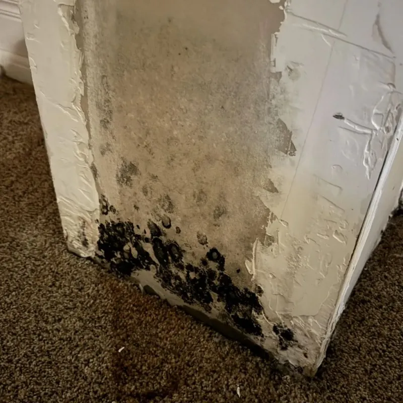 Professional Mold Removal in Bellflower, CA